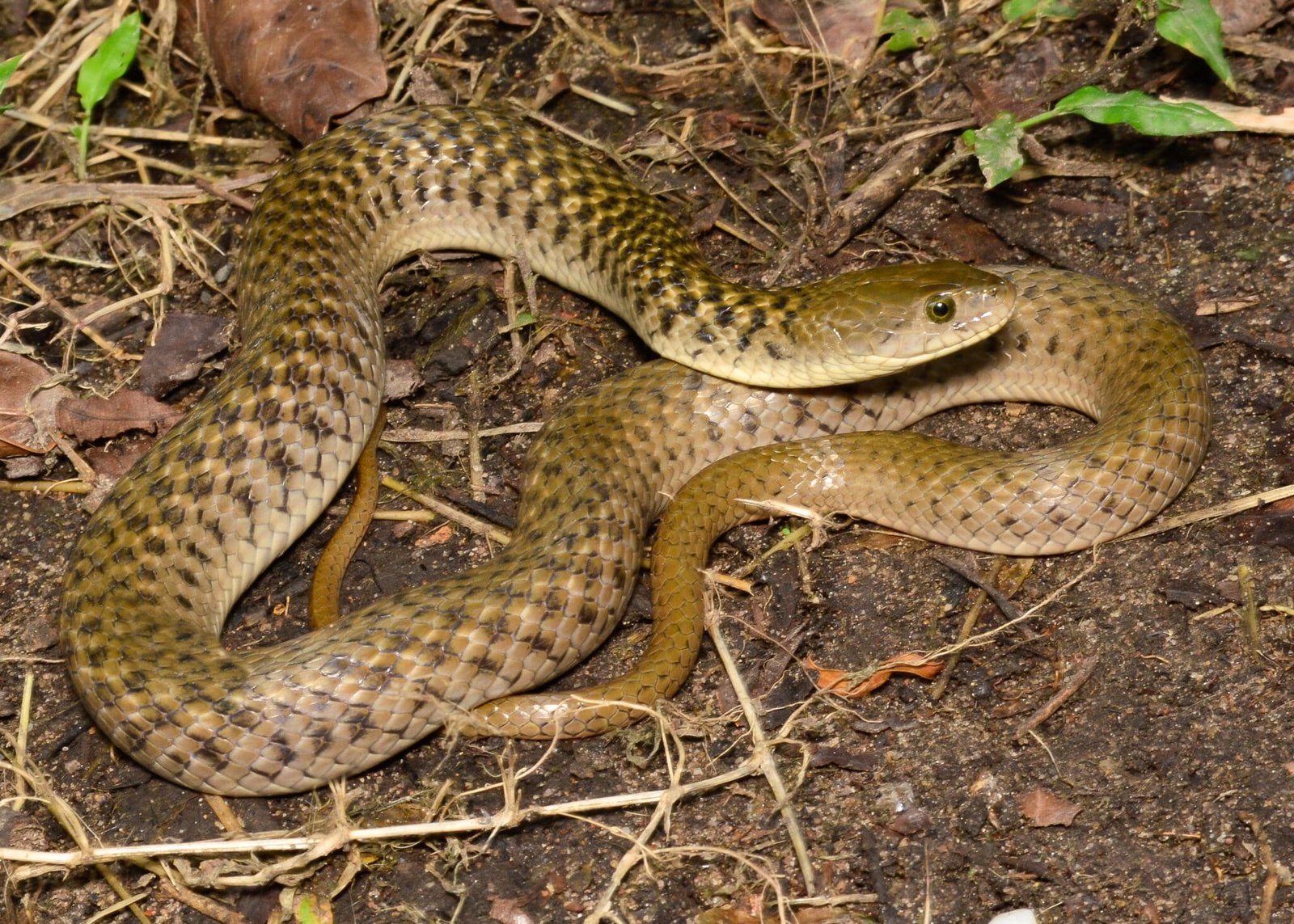 Wildlife Rescue / Snake Catcher Jaipur Rajasthan